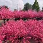Kunstmatige Kersenbloesem Bomen Kunstmatige kersenbloesembomen, prachtige roze nep Sakura-bloem, zijde en plastic bloem voor bruiloft, hotel, restaurant, salon Roze (Size : 2.5x2m/