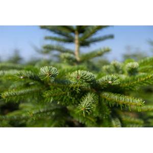 Echte Nordmann-kerstboom uit het Sauerland, 170-190cm, groen