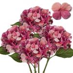 4 stuks kunstmatige hortensia-rozen, rood, Ø 19 cm, kunstbloemen, hortensia, als echt voor bruidsboeketten, huis, kantoor, hotel, feestdecoratie, middenstukken, bloemstukken