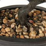 Kunstbonsai Natuurgetrouwe kunstplant, kunstboom, bonsai, ceder, grenen, podocarpus, plastic plant, kunstplant met keramische pot in zwart, voor badkamerdecoratie, desktop, kantoor