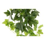 Klimophanger, klimop, slinger, ongelijke hangende struik, hangplant, groene plant, hangplant, rankend, plantenhanger, kamerplant, klimop, klimop, ca. 80 x 28 x 26 cm