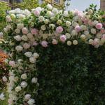Simulation Rosa Stoff Hintergrund Blumenwand, Stoff Hintergrund Blumenwand Simulation Blumenwand Grüne Pflanzwand Innen- Und Außendekoration Simulation Pflanzenrasen(2x2m/6.5x6.5