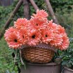 12 STKS Kunstmatige Gerbera Bloem Enkele Stam Bloei Boeket Plastic Zijde Nep Decoratieve Flora Outdoor Indoor Thuis Tuin Kantoor Hotel Bruiloft Party Oranje