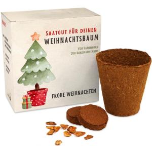 Nordmann Kerstboomkweekset als vulling voor adventskalender, mini-cadeau als idee voor de adventskalender voor vrouwen en mannen, Nordmann-dennenboom om zelf te planten