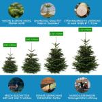 Nordmann-kerstboom uit Sauerland (100-120cm)