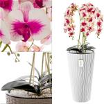 Künstliche Orchidee Kaskaden Blumenstrauß Creme und Rosa im Topf Weiß H 115 cm Heimbüro Dekoration, Kunstpflanze Orchidee, Kunstblume, Künstliche Orchidee im Topf