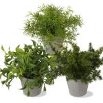 Kunstplant mini kunstplant eucalyptus rozemarijn kruiden in cementpot decoratie badkamer bureau keuken tuin decoratie set van 2