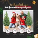 - Echte kerstboom - kerstboom - kerstboom in rode pot - mini-kerstboom - dennengeur - kleine kerstboom (zonder sneeuw, 90-100 cm)