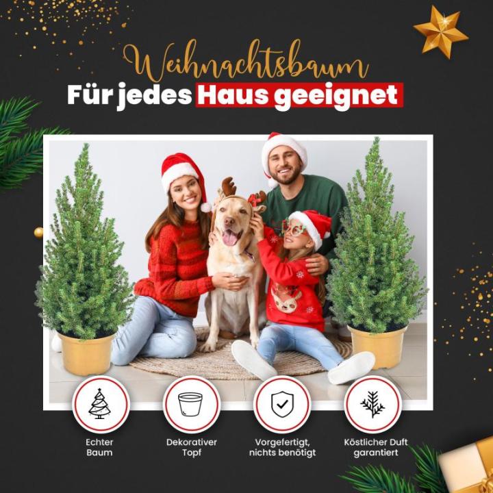 - Echte kerstboom - kerstboom - kerstboom in rode pot - mini-kerstboom - dennengeur - kleine kerstboom (zonder sneeuw, 90-100 cm)