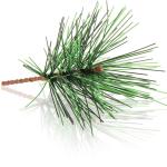 50 x strooidecoratie, decoratieve dennentakken om te strooien, decoratieve takken als knutselbenodigdheden, verfraait geschenken en potpourris (50 stuks, dennentakken)
