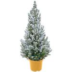 - Echte kerstboom - kerstboom - kerstboom in rode pot - mini-kerstboom - dennengeur - kleine kerstboom (met sneeuw, 110-120 cm)