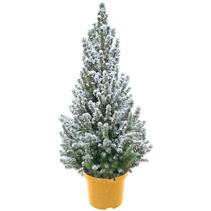 - Echte kerstboom - kerstboom - kerstboom in rode pot - mini-kerstboom - dennengeur - kleine kerstboom (met sneeuw, 110-120 cm)