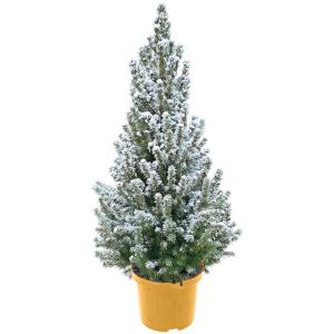 - Echte kerstboom - kerstboom met sneeuw - kerstboom in gouden pot - mini kerstboom - witte kerstboom - 90-100 cm
