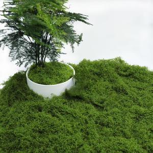 Kunstmos om te versieren, mos, decoratie, mos, om te knutselen, geconserveerd mos, decoratief mos voor kerstdecoratie, bloemen, mos, geconserveerd, als decoratie of om te knutselen