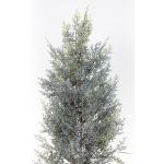 Zeder/Konifere in Schneeoptik im Topf GA künstliche Thuja Pflanze Kunstbaum Dekobaum (60x30cm)
