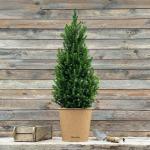 Dwergsparren Fridolin met plantenbak van zeegras, 80-100 cm grote winterharde mini-kerstboom, echte suikerpit voor binnen en buiten, plant voor pot en tuin