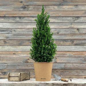 Dwergsparren Fridolin met plantenbak van zeegras, 80-100 cm grote winterharde mini-kerstboom, echte suikerpit voor binnen en buiten, plant voor pot en tuin