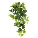 Klimophanger, klimop, slinger, ongelijke hangende struik, hangplant, groene plant, hangplant, rankend, plantenhanger, kamerplant, klimop, klimop, ca. 80 x 28 x 26 cm