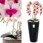 Künstliche Orchidee Kaskaden Blumenstrauß Creme und Rosa im Topf Anthrazit H 115 cm Heimbüro Dekoration, Kunstpflanze Orchidee, Kunstblume, Künstliche Orchidee im Topf