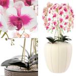 Kunstorchidee, cascade, bloemenboeket, crèmerosa in pot, crème, 90 cm hoog, rubberen bloemen, 5 scheuten, decoratie voor thuiskantoor