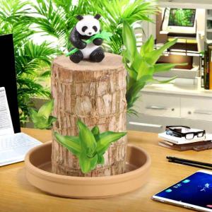 Braziliaanse geluksplant set kleine mini gelukshhout uit Brazilië Braziliaanse houten plant met monnikstandbeelden, desktop plant, Braziliaanse houtplant, plantenstronk hydrocultu