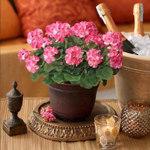 , 6 bundels voor binnen en buiten, , decoratie, , uv-bestendig, geraniumstruik voor hangende tuin, veranda, raam, box, decoratie, roze