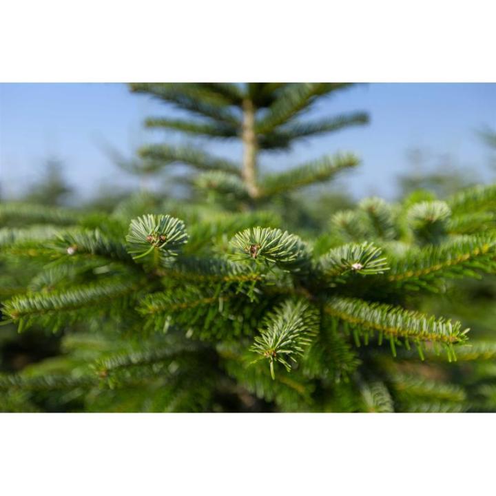 Nordmann-kerstboom uit Sauerland (100-120cm)