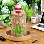 Braziliaanse planten indoor geluksholt plant set kleine mini-plant desktopplanten Braziliaanse houtplant met monniken Braziliaans hout plantenstronk hout hydrocultuurplant