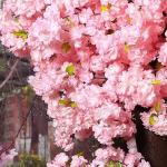 Künstliche Kirschblütenbäume, künstlicher rosa Kirschbaum, für Zuhause, Hochzeit, Party, Garten, Büro, Dekoration, künstliche Pflanze, künstliche Blumenranken