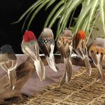 Rode kardinaal, kerstboomdecoratie, vogelknutselset voor boom, huis, tuin, feestdecoraties in de open lucht, D-12 stuks, Sparrow