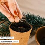 Nordmann Kerstboomkweekset als vulling voor adventskalender, mini-cadeau als idee voor de adventskalender voor vrouwen en mannen, Nordmann-dennenboom om zelf te planten