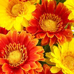 30 hoofden kunstmatige gerbera madeliefjes met dauwdruppel, 2 kleuren zijden madeliefjes die er echt uitzien met 3 vormige bladeren, nepbloemen die schitteren in het zonlicht voor