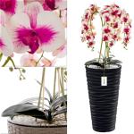 Künstliche Orchidee Kaskaden Blumenstrauß Creme und Rosa im Topf Anthrazit H 115 cm Heimbüro Dekoration, Kunstpflanze Orchidee, Kunstblume, Künstliche Orchidee im Topf
