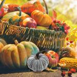 Fluwelen set – kunstpompoenen met echte stelen in verschillende maten – voor Halloween, Thanksgiving, herfstdecoratie, oogstfeest en presentatie, luxe, realistische pompoendeco