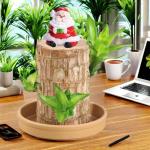 Braziliaanse planten indoor geluksholt plant set kleine mini-plant desktopplanten Braziliaanse houtplant met monniken Braziliaans hout plantenstronk hout hydrocultuurplant