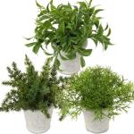 Kunstplant mini kunstplant eucalyptus rozemarijn kruiden in cementpot decoratie badkamer bureau keuken tuin decoratie set van 3