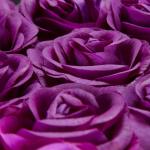 Rozenbox rond, 8 rozen, stevige bloemendoos zwart, 10 jaar houdbaar, cadeau-idee, decoratieve bloemenbox, paars, 17 x 17 x 17 cm