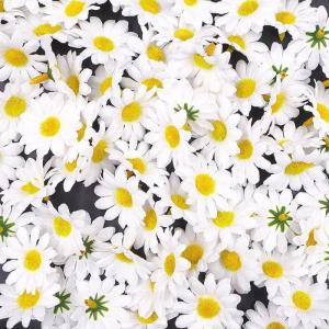 100 x Witte kunstmatige madeliefjes kunst madeliefje stof bloemen hoofden, feest bruiloft tafel verstrooit tafel confetti plakboek accessoire kaart maken decoratie
