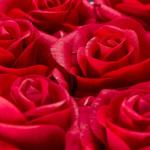 Rozenbox rond, 8 rozen, stabiele bloemenbox, zwart, lang houdbaar, cadeau-idee, decoratieve bloemenbox, rood, 17 x 17 x 17 cm