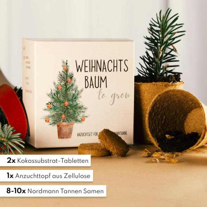 Kerstboom cadeauset - dennenboom in doos kweekset met kokostablet en cellulose pot - 8-10 zaden voor 5 dennenbomen kerstboom kweekset als adventskalender vulling