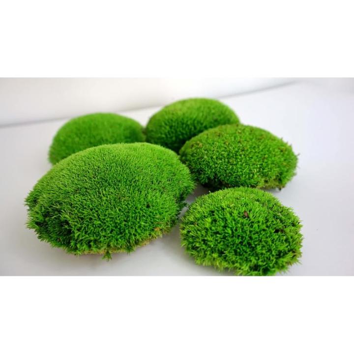 Hello Moss Geconserveerde mosballen, 5 stuks, mosdecoratie voor jou, geconserveerd bolmos voor je huis, maak een mosafbeelding, geschikt als mos voor terraria en bossen in glas