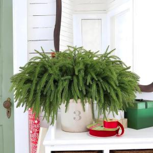 Norfolk Pine Kunstdennentakken, decoratie, Kerstmis, 45 cm, realistische kersttakken, Norfolk Xmas takken, doe-het-zelf, echt gevoel, groen, voor Kerstmis, binnen, 5 stuks