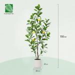 Citroenboom, , 150 cm, grote citroenboom met levensechte vruchten in witte pot, als echt voor moderne decoratie (1 stuks)