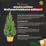 - Echte kerstboom - kerstboom - kerstboom in rode pot - mini-kerstboom - dennengeur - kleine kerstboom (zonder sneeuw, 90-100 cm)