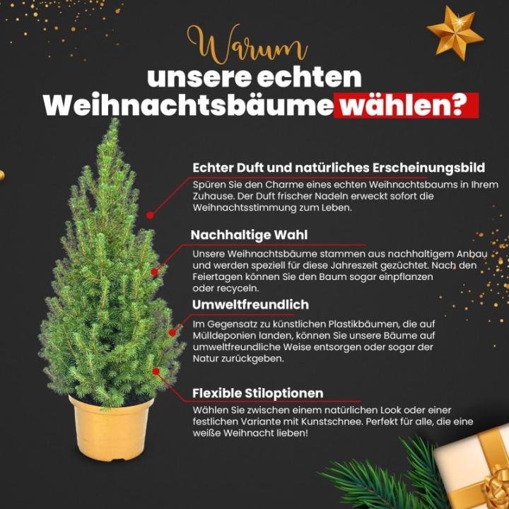 - Echte kerstboom - kerstboom - kerstboom in rode pot - mini-kerstboom - dennengeur - kleine kerstboom (zonder sneeuw, 90-100 cm)