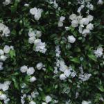 Hochdichte Simulierte Pflanzenwand, Grüner Hintergrund, Künstliche Wand, Blumen-Hintergrund, 3D-Seide, Hortensie, Blumenpanel Für Fotohintergrund, Home, Party, Hochzeit, Hinterg