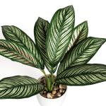 Künstliche Calathea Zimmerpflanze Kunstpflanze Buschig mit 8 gefärbten Blättern im Kunststofftopf, Höhe 33cm, Grün-Rot