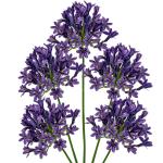 5 stuks kunstbloemen, sierlelie als echte kunstmatige agapanthus, bloemen, 75 cm lengte, lentebloemen, paars, decoratieve bloemen voor bloemstuk, thuis, resto, kantoor, decoratie