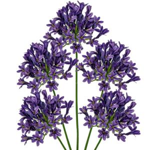 5 stuks kunstbloemen, sierlelie als echte kunstmatige agapanthus, bloemen, 75 cm lengte, lentebloemen, paars, decoratieve bloemen voor bloemstuk, thuis, resto, kantoor, decoratie