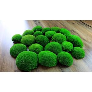 Hello Moss Geconserveerd mos 5/8/20 stuks - Mos geconserveerd - Kogelmos geconserveerd voor uw huis - Maak een mosafbeelding - Geschikt als mos voor terraria en bossen in glas